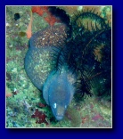 [Click to enlarge]